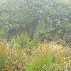 Plants: image 11 Of 208 Thumb
